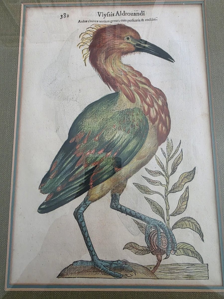 Ulisse Aldrovandi Hand-Colored Ornithological Plate, c. 1599-1640
